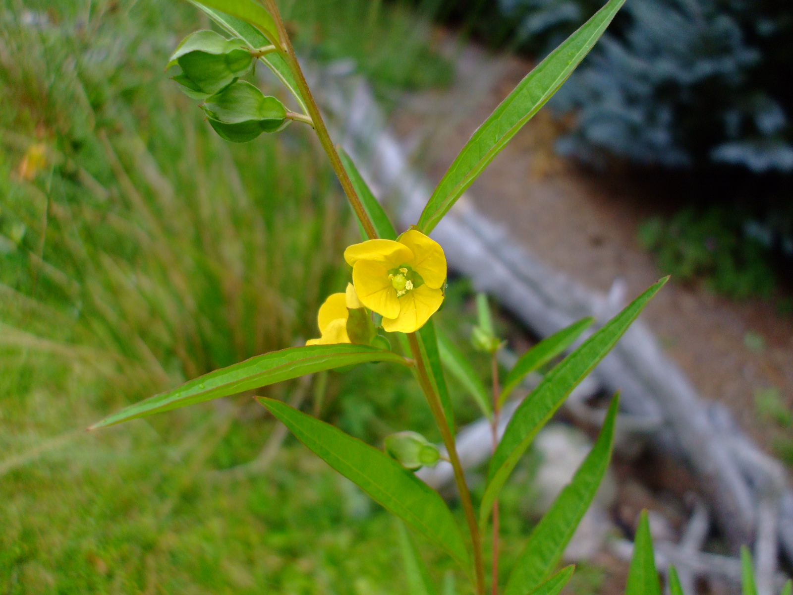 Ludwigia alternifolia
